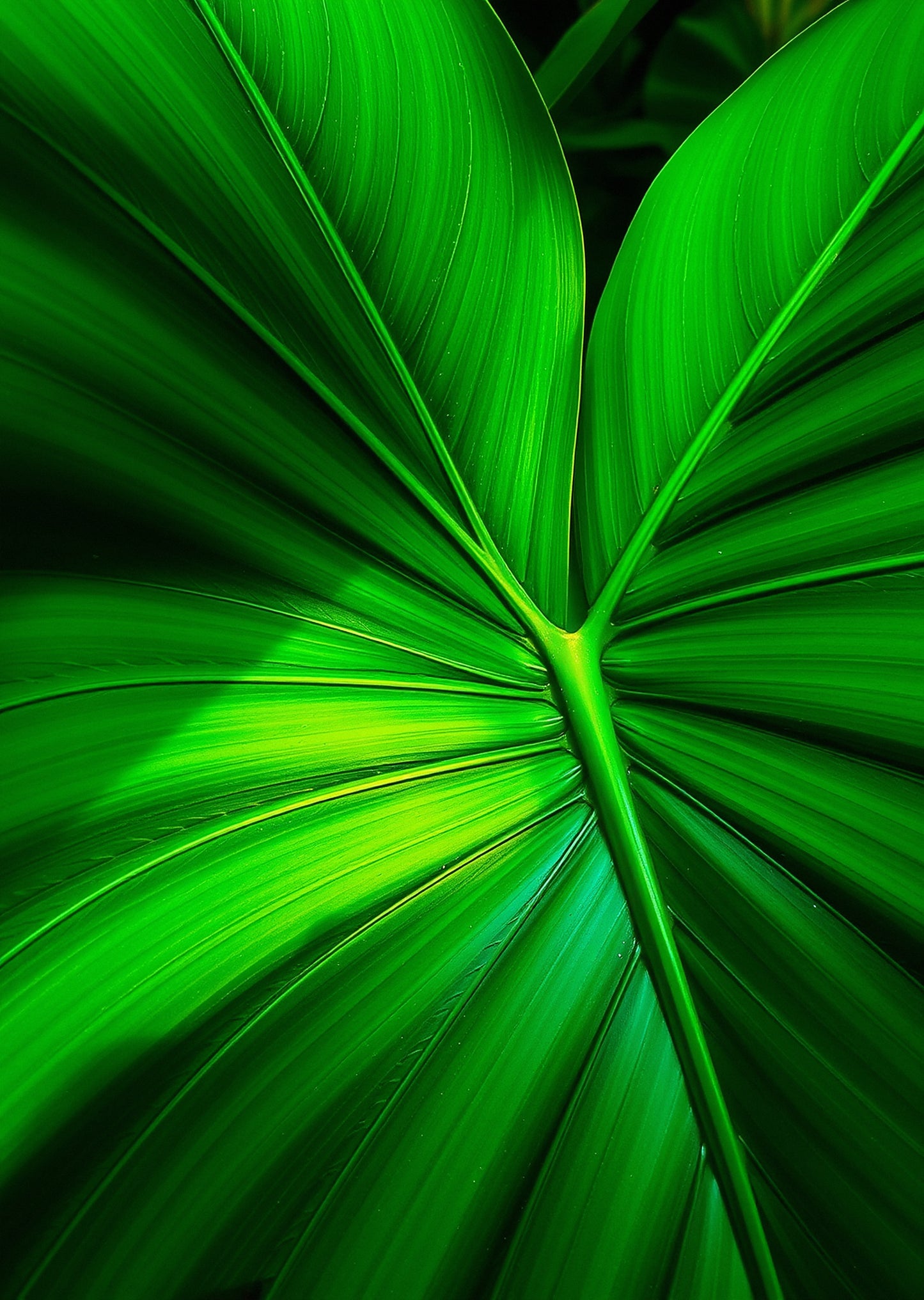 Monstera