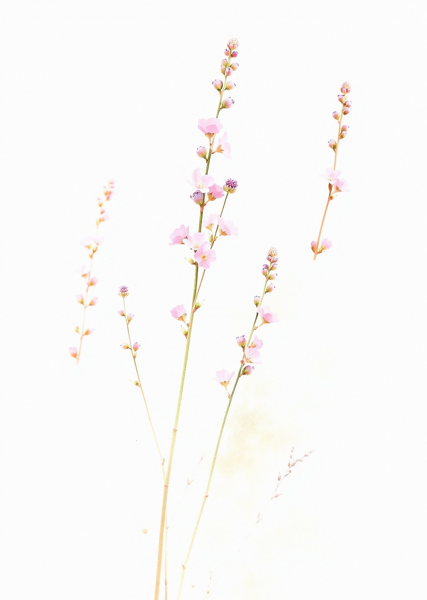 Wildflower Stems