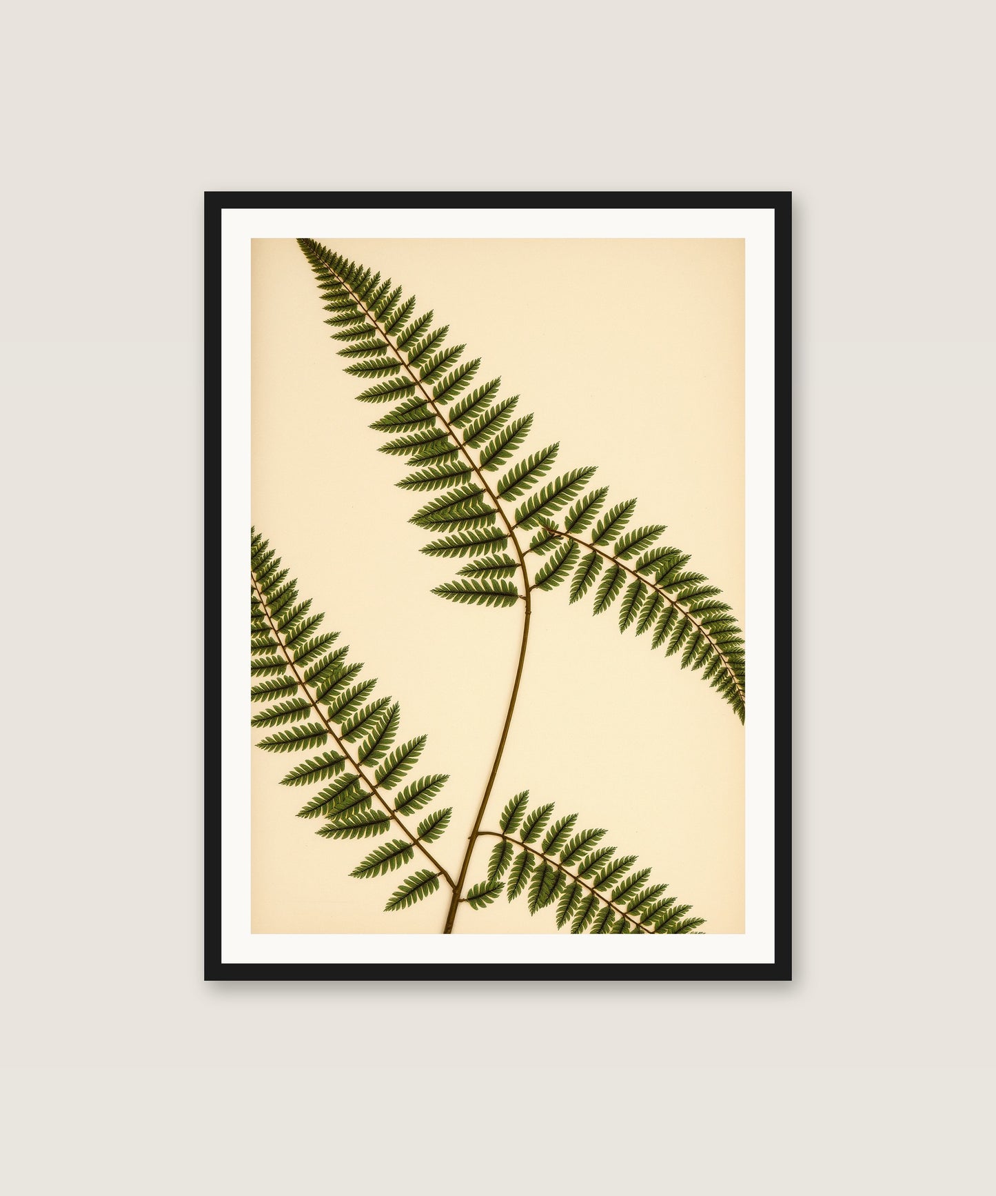 Vintage Fern