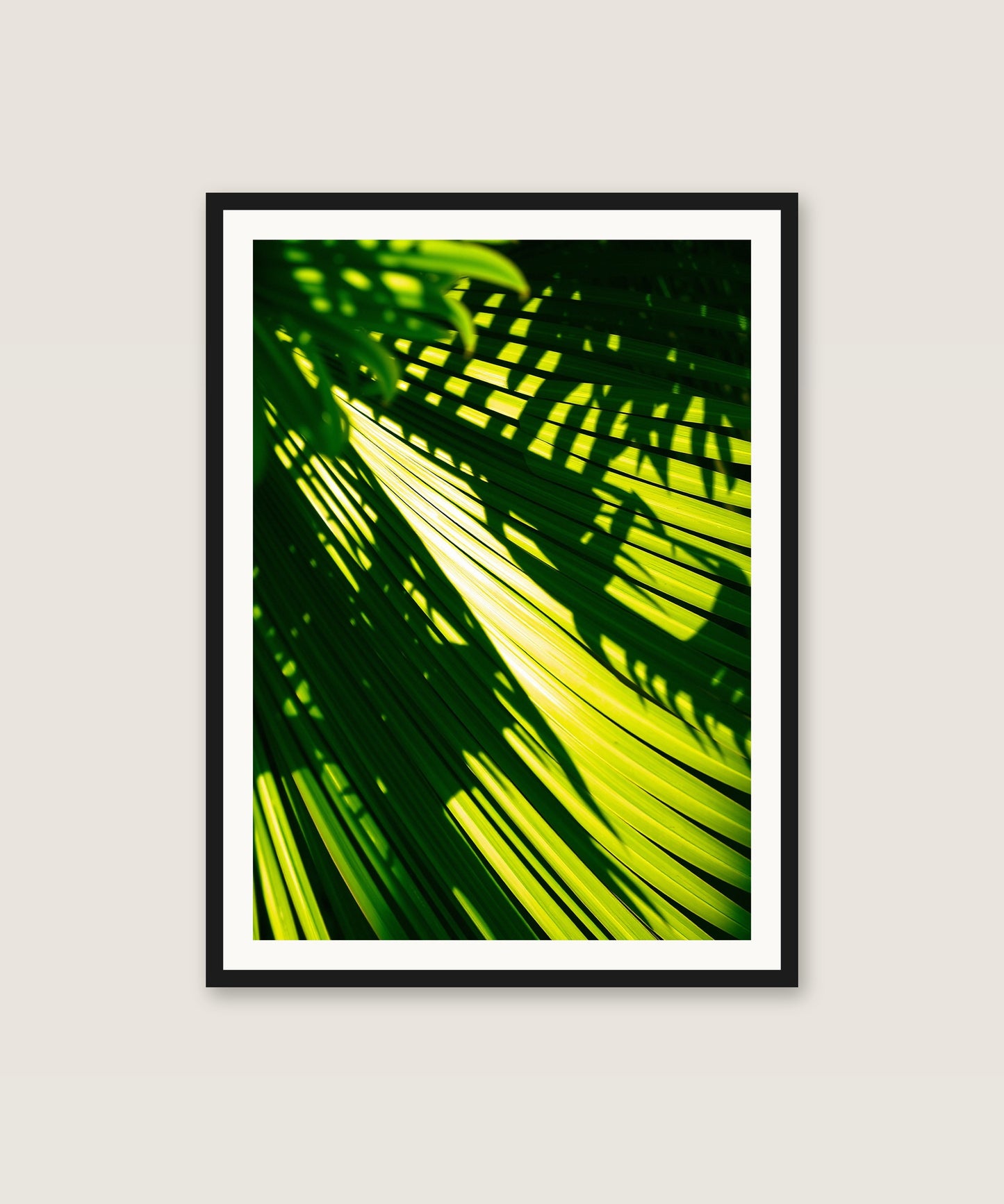Palm Shadows