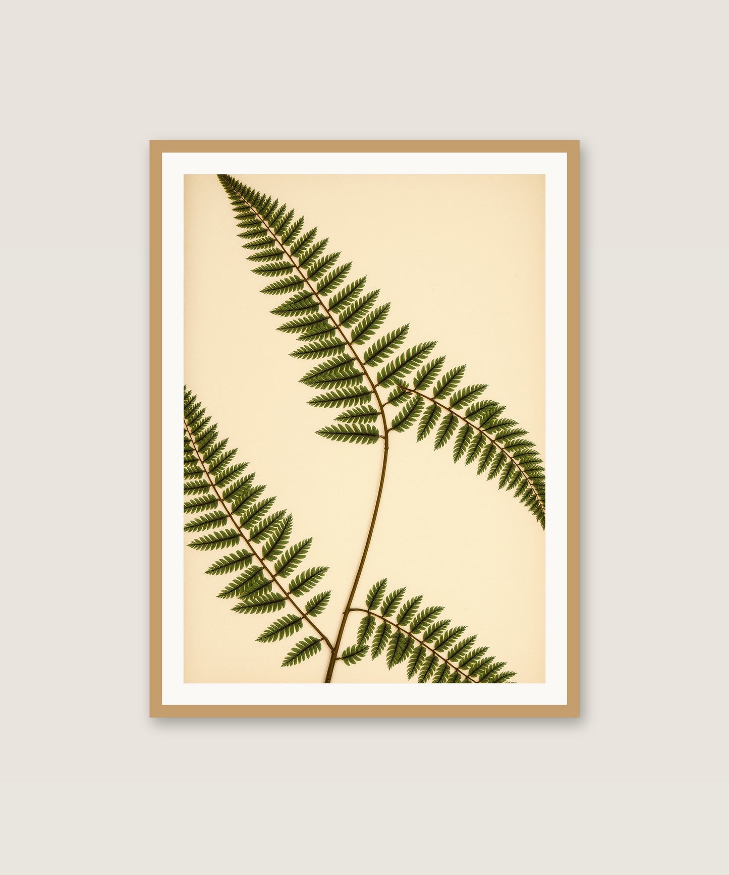 Vintage Fern