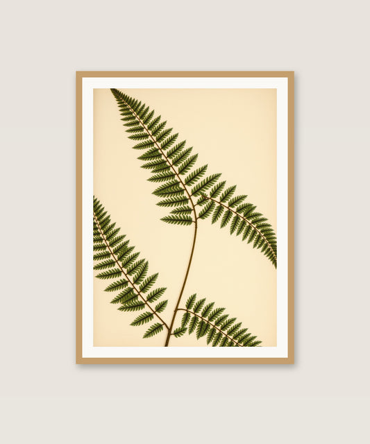 Vintage Fern