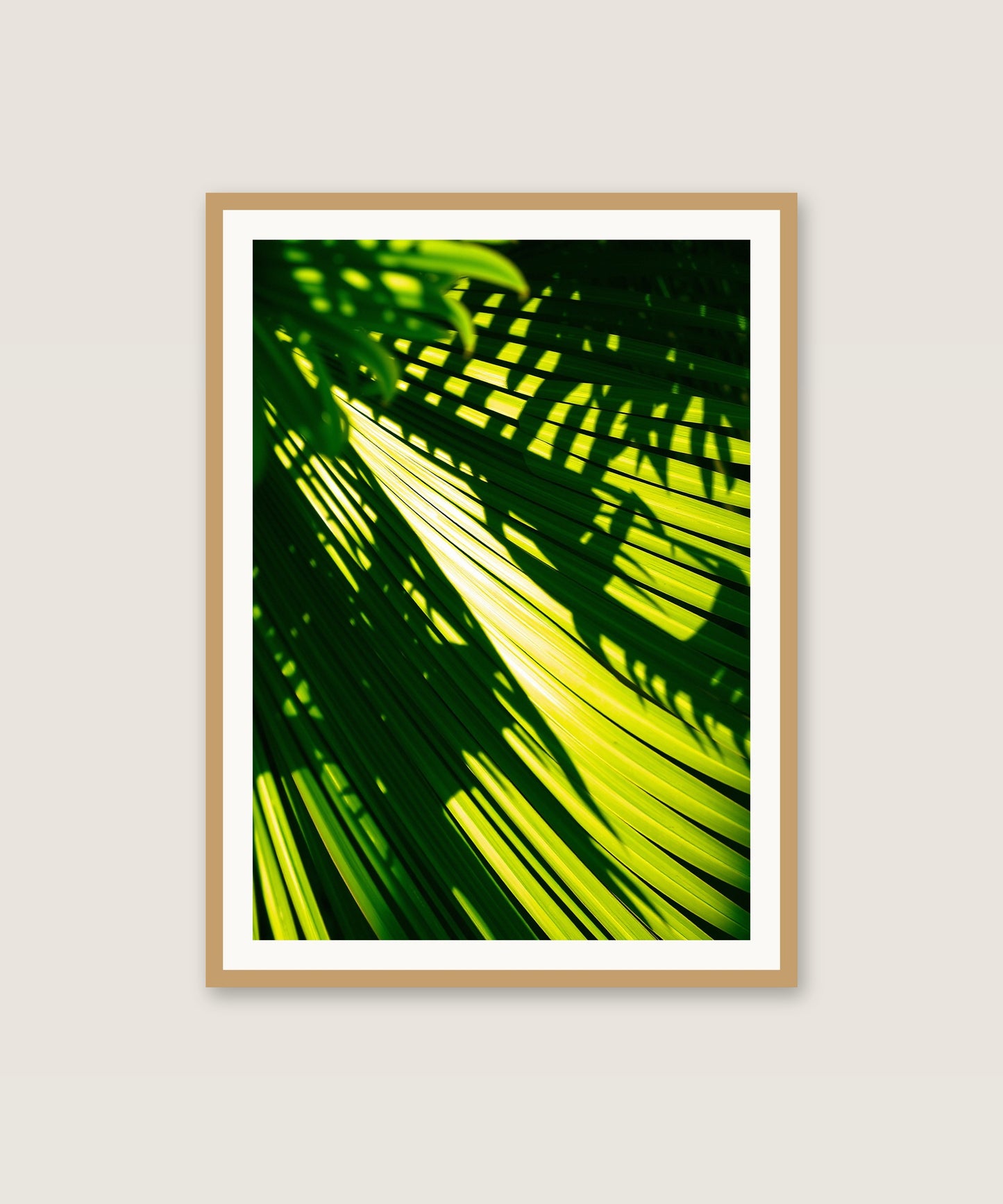 Palm Shadows