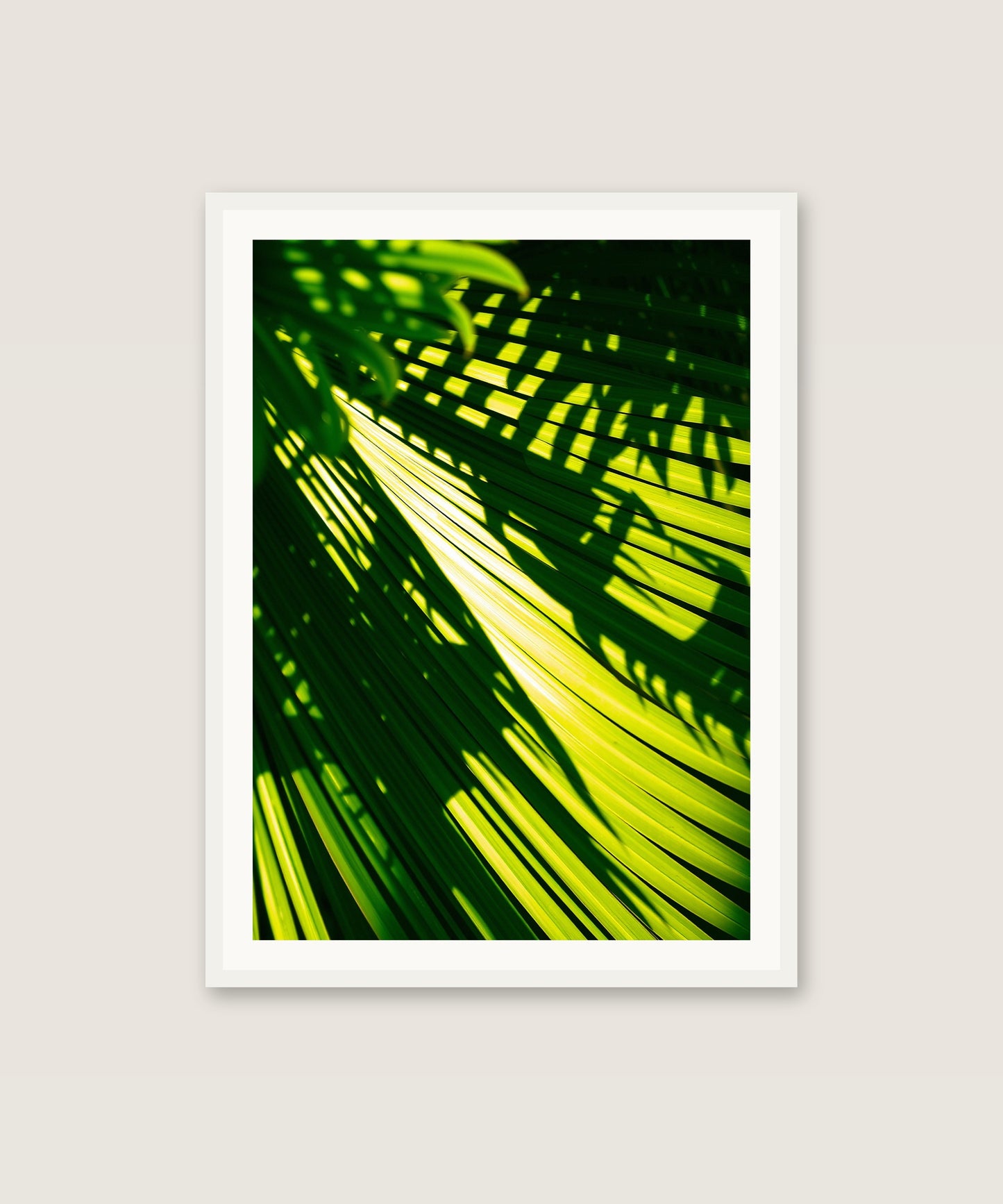 Palm Shadows