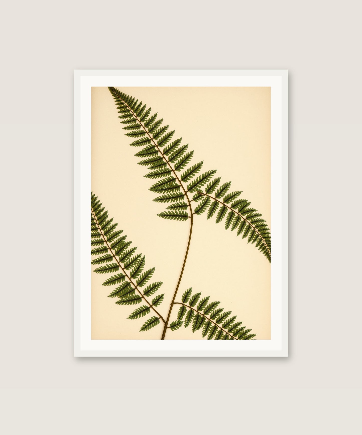 Vintage Fern