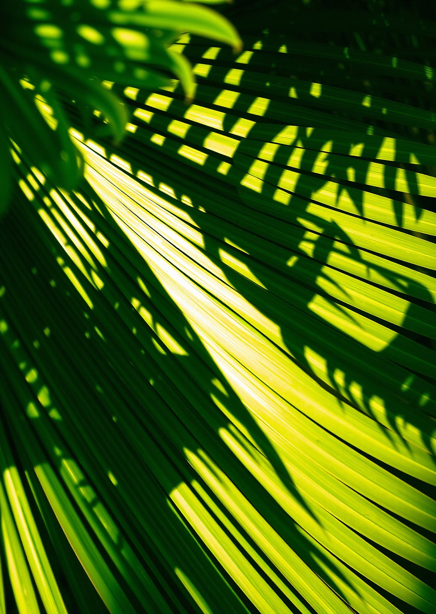 Jungle Green — Gallery Trio