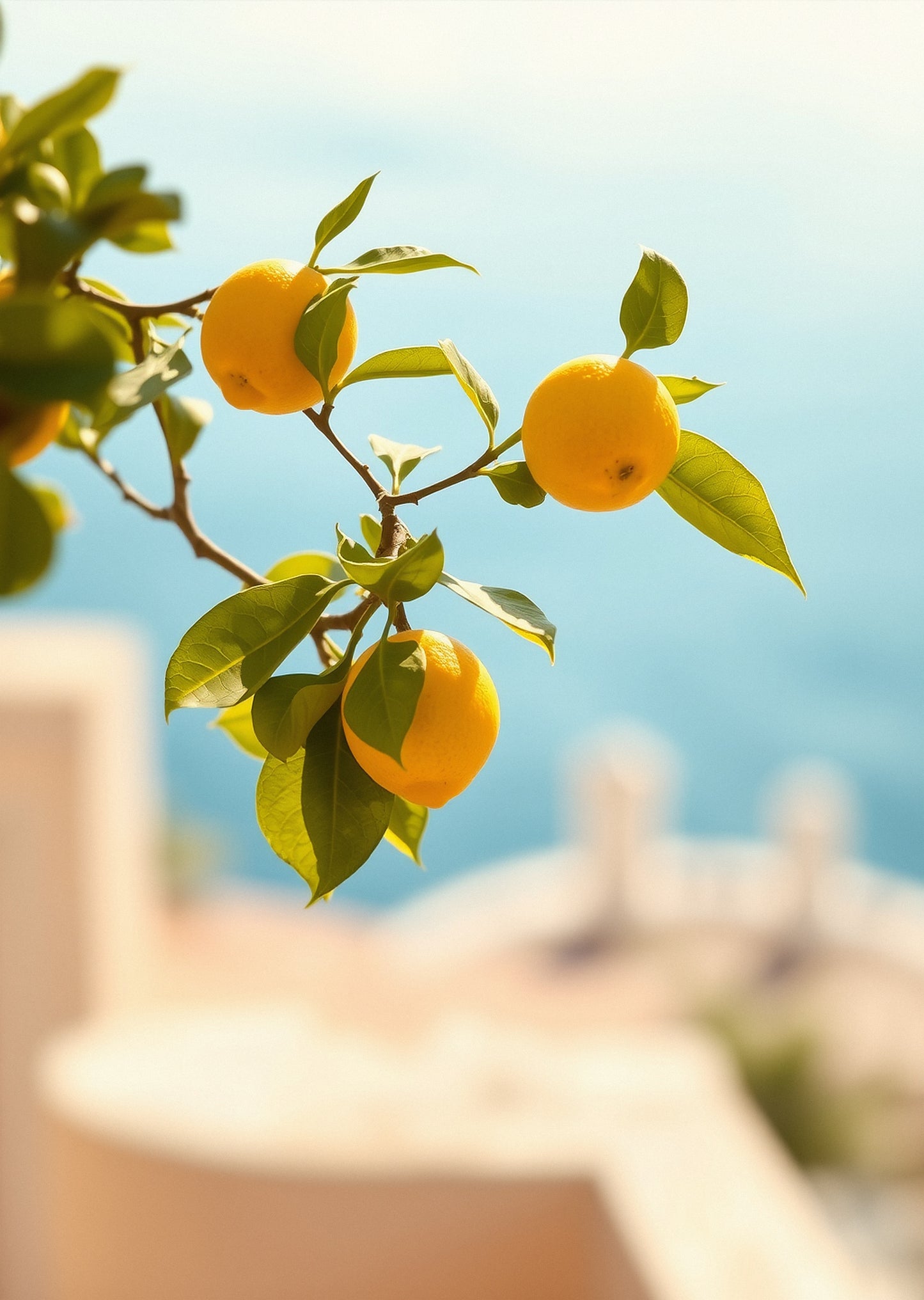 Mediterranean Light — Gallery Trio