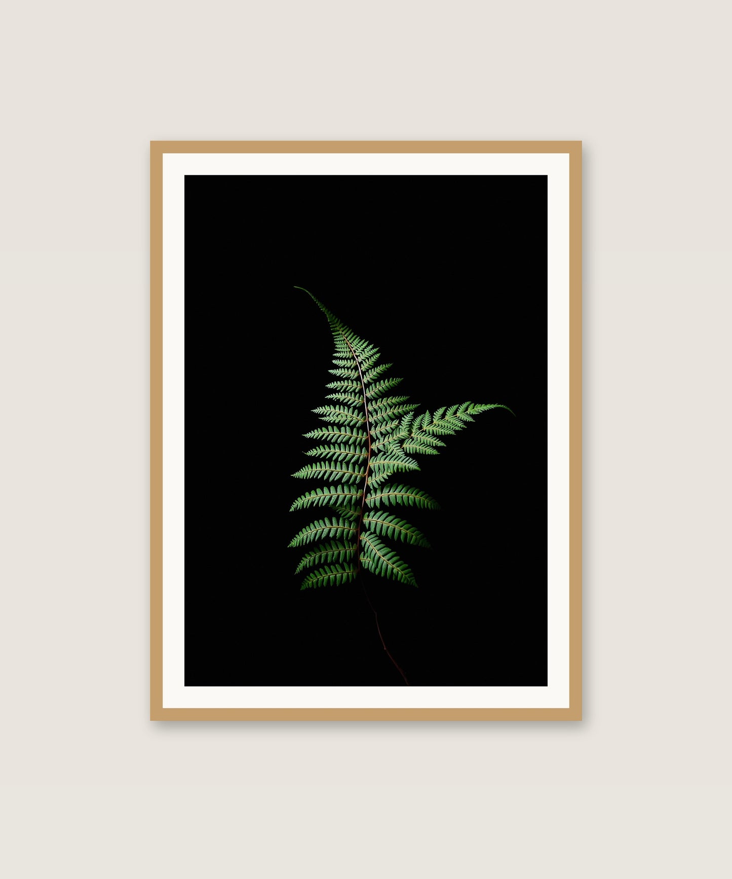 Shadow Fern