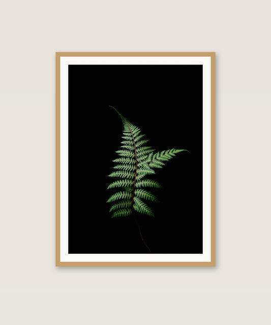 Shadow Fern