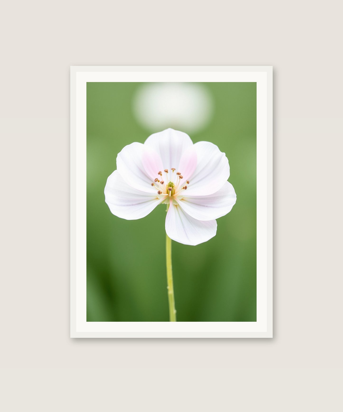 Single Bloom
