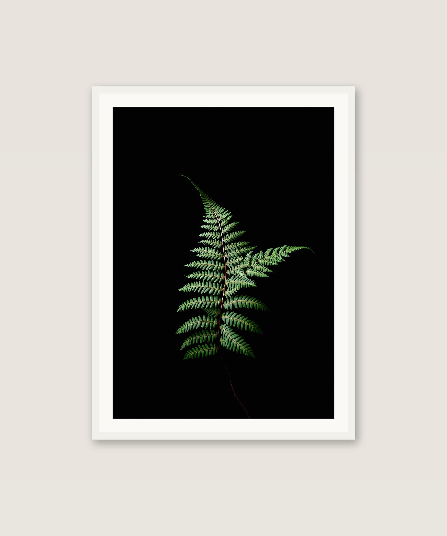 Shadow Fern
