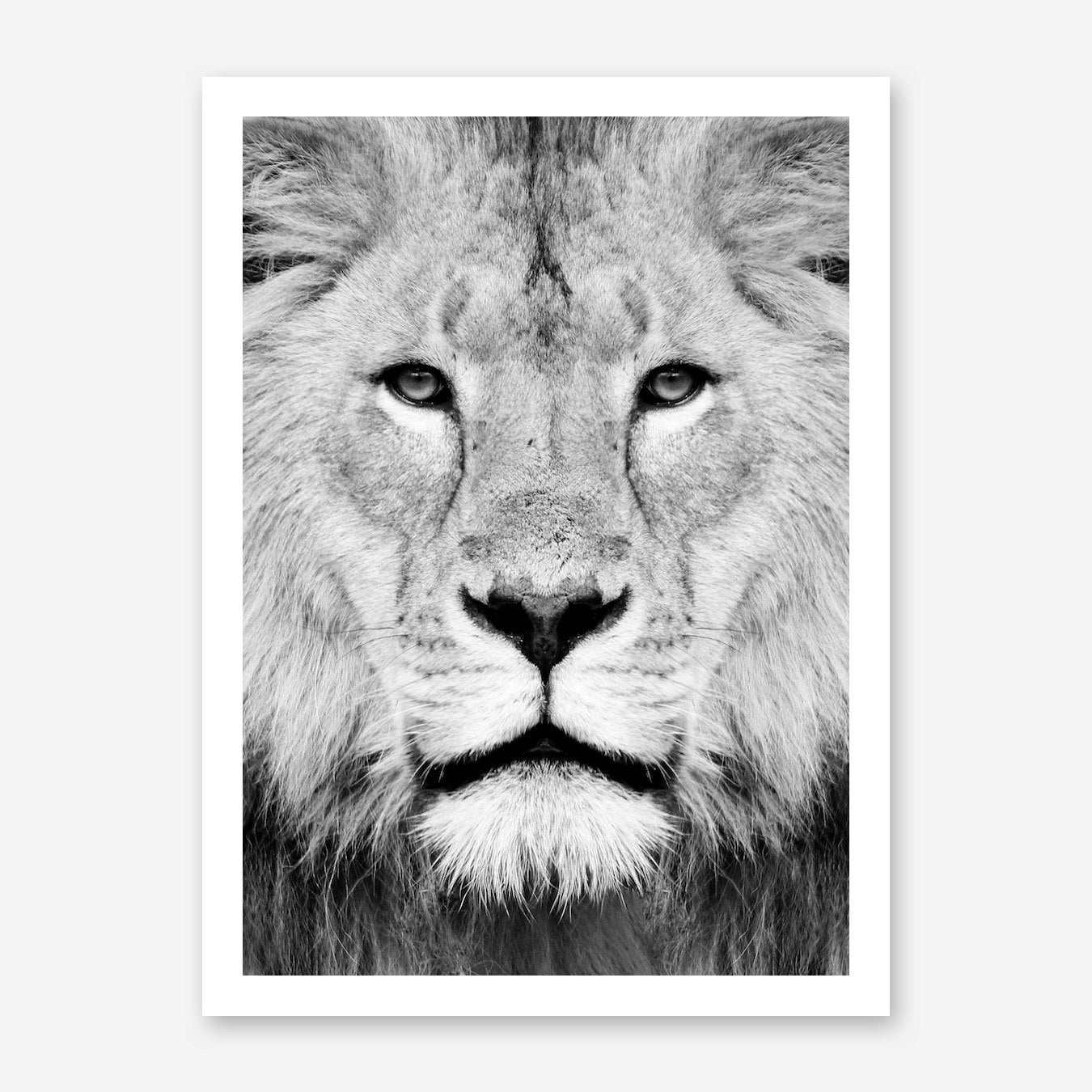 Lion III Art Print Framed Wall Art Poster Canvas Print Picture