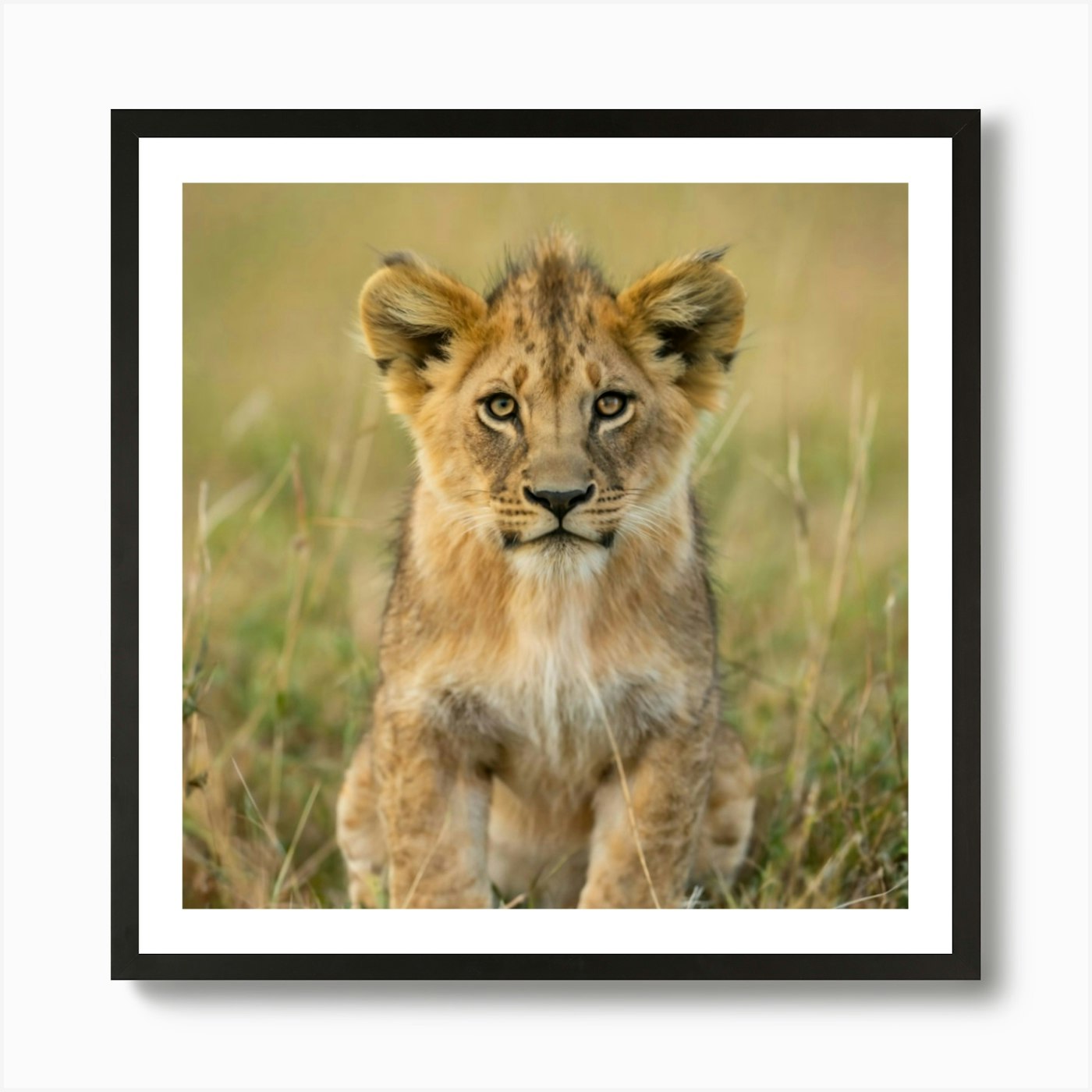 Lion Cub Art Print Framed Wall Art Poster Canvas Print Picture
