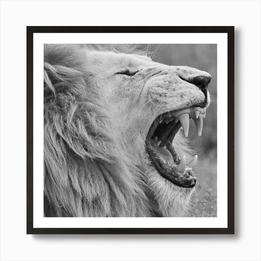 White Lion Yawning Square Art Print Framed Wall Art Poster Canvas Print Picture