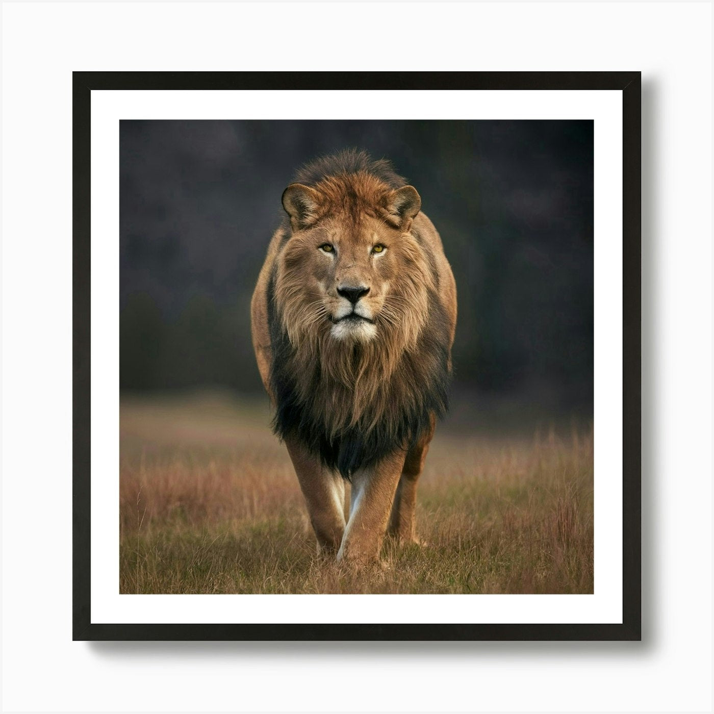 Lion Walking Art Print Framed Wall Art Poster Canvas Print Picture