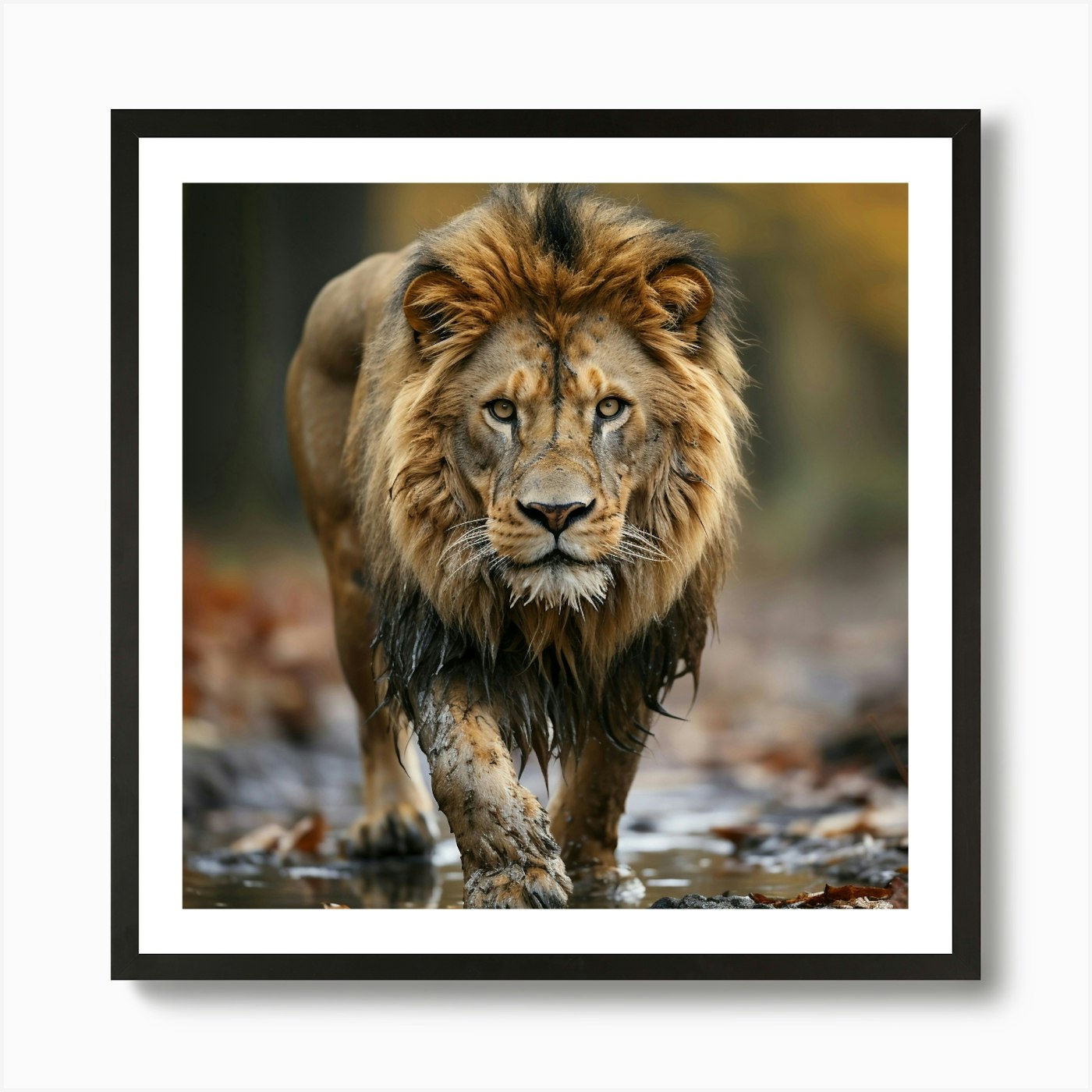 Lion Walking In The Forest 2 Art Pr Framed Wall Art Poster Canvas Print Picture
