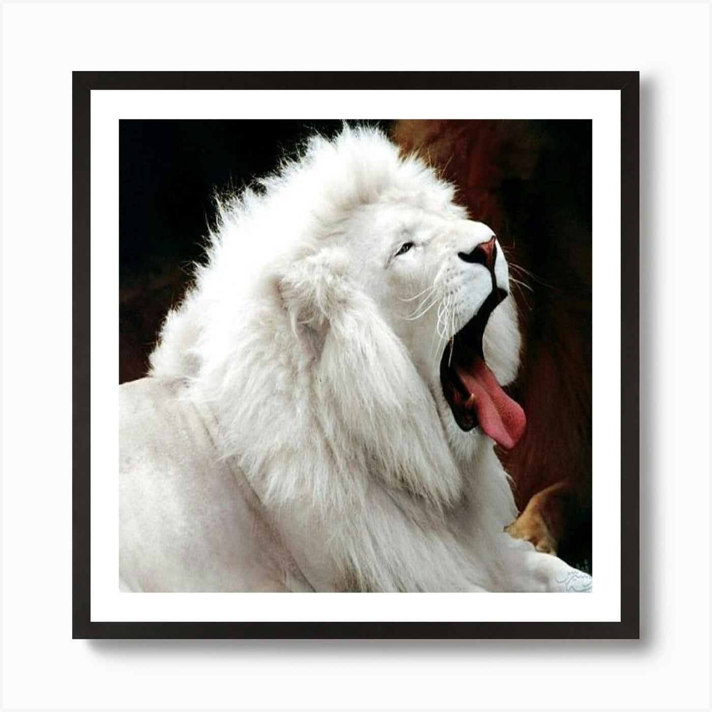 White Lion Art Print Framed Wall Art Poster Canvas Print Picture