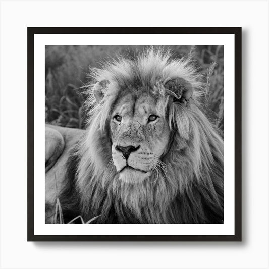 Lion Male Art Print Framed Wall Art Poster Canvas Print Picture