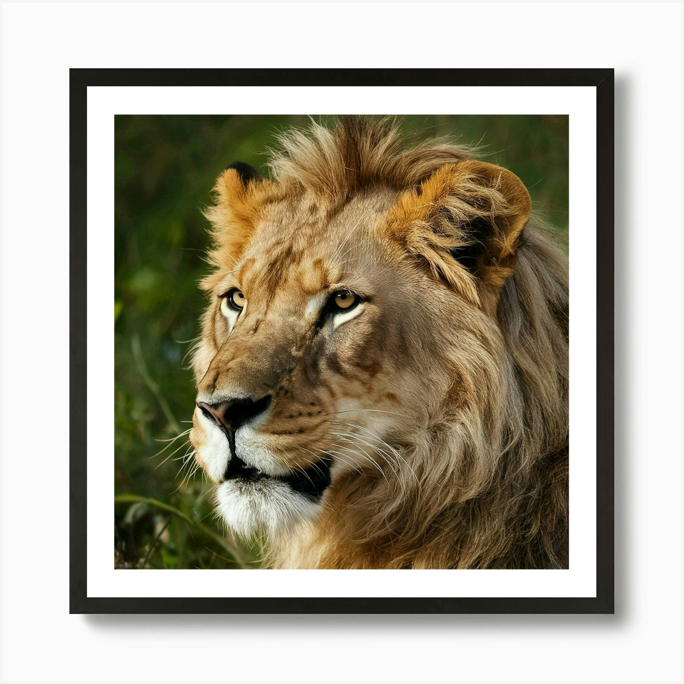 Lion Portrait 1 Art Print Framed Wall Art Poster Canvas Print Picture