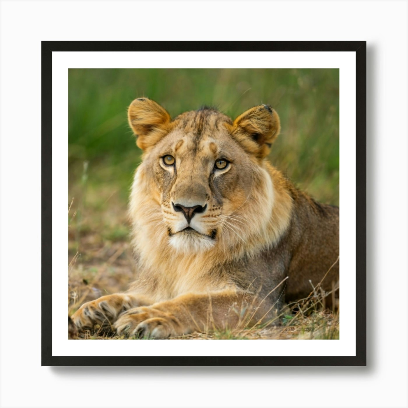 Lion Laying Down Art Print Framed Wall Art Poster Canvas Print Picture
