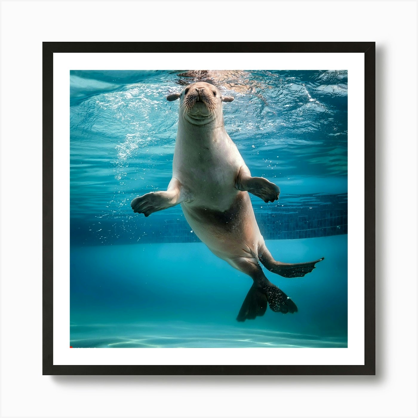 Sea Lion Swimming 1 Art Print Framed Wall Art Poster Canvas Print Picture