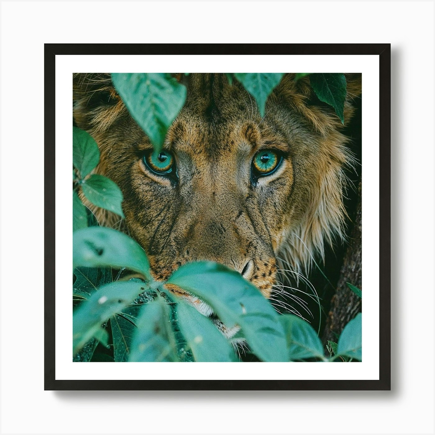 Eyes of the Jungle: A Lion's Gaze T Framed Wall Art Poster Canvas Print Picture