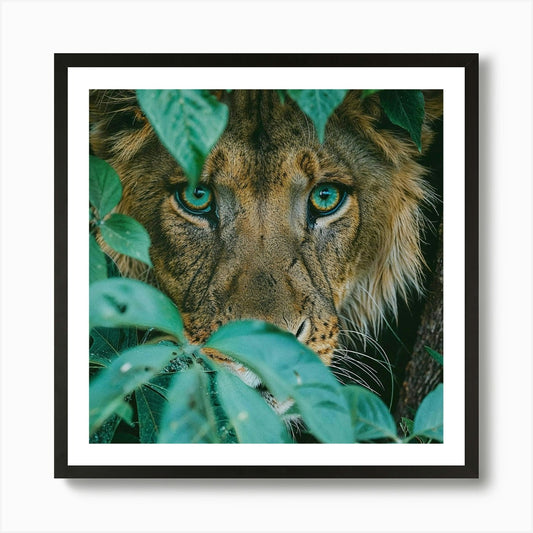 Eyes of the Jungle: A Lion's Gaze T Framed Wall Art Poster Canvas Print Picture