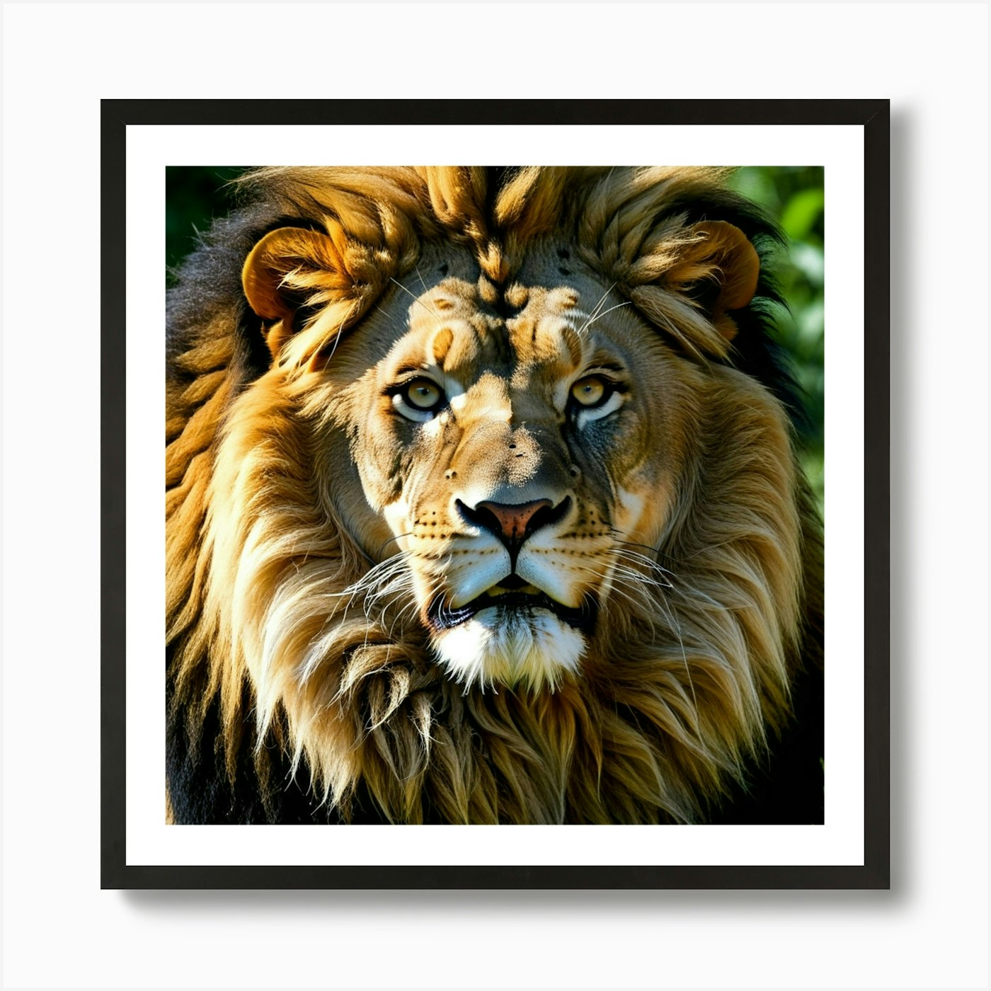 Lion photo 3 Art Print Framed Wall Art Poster Canvas Print Picture
