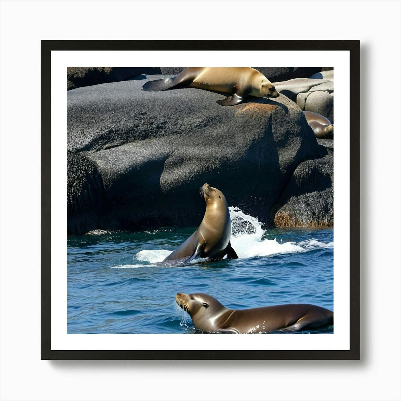 Sea Lions On Rocks 1 Art Print Framed Wall Art Poster Canvas Print Picture