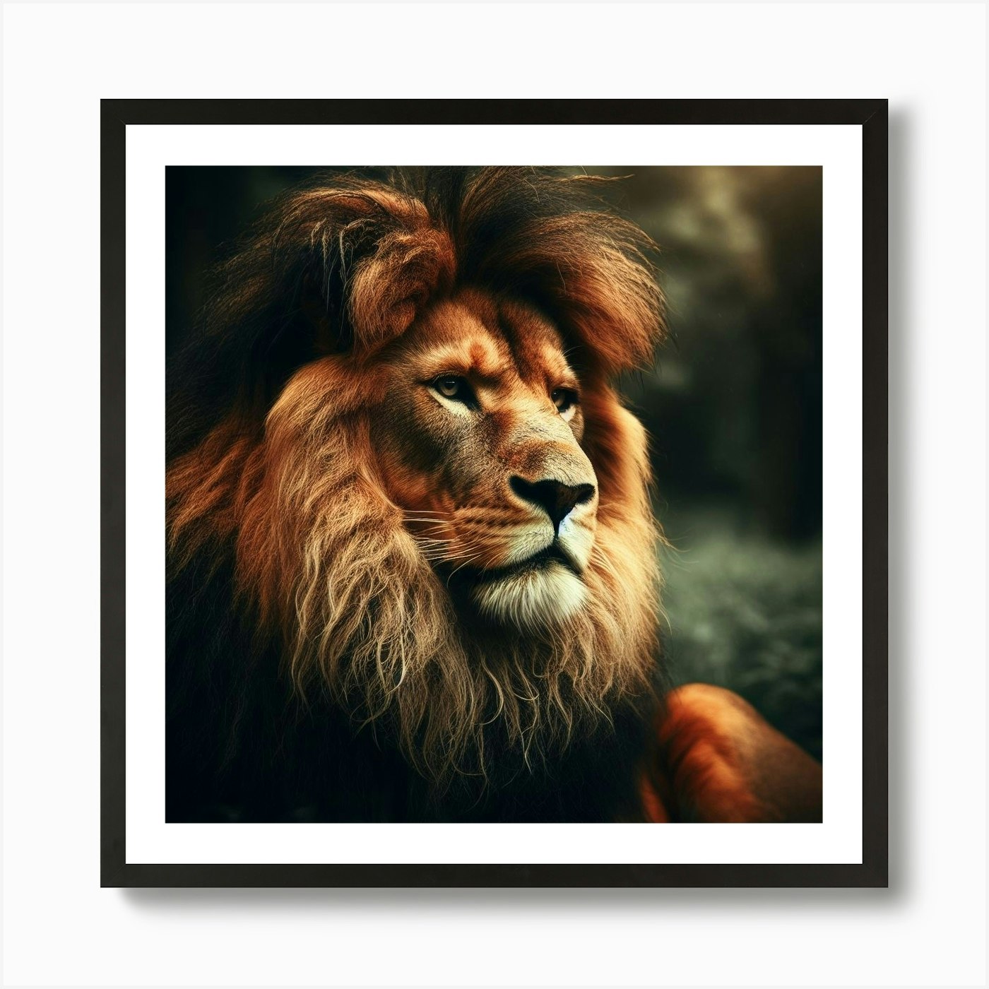 A powerful and majestic lion in its Framed Wall Art Poster Canvas Print Picture