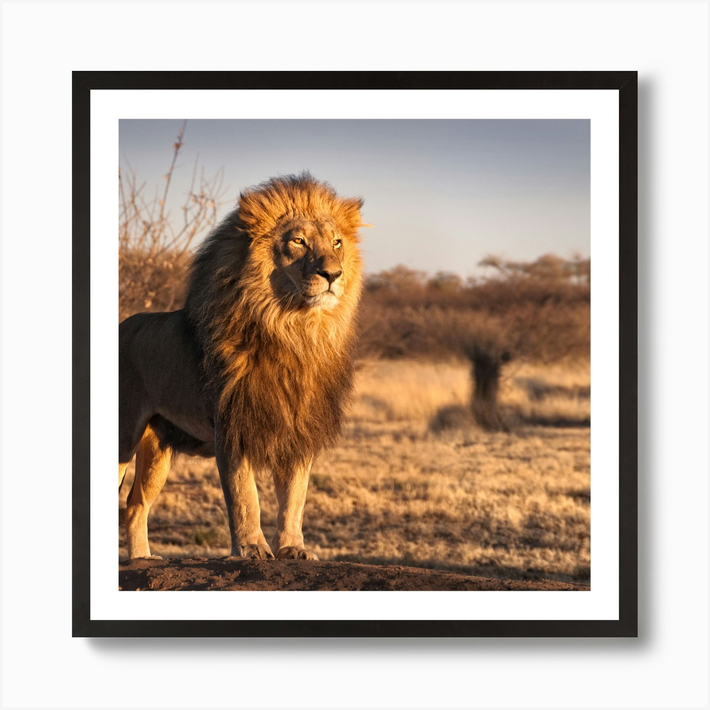 Lion In The Savannah Art Print Framed Wall Art Poster Canvas Print Picture