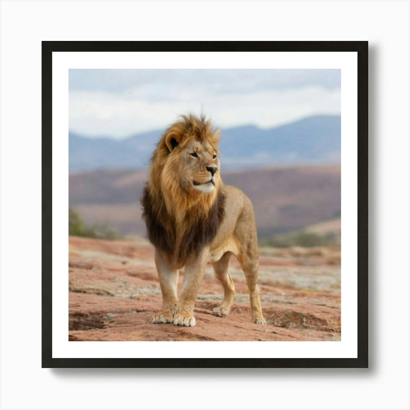 Lion In The Wild Art Print Framed Wall Art Poster Canvas Print Picture
