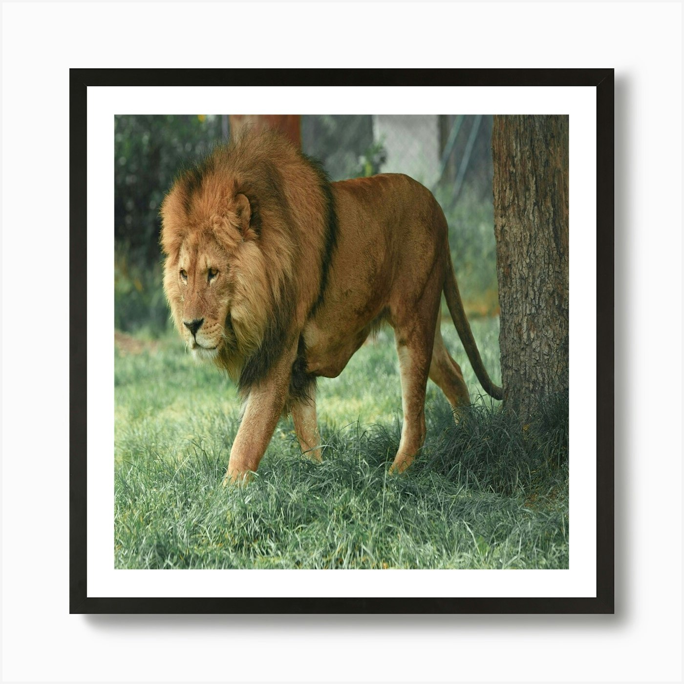 Lion Walking In The Grass Art Print Framed Wall Art Poster Canvas Print Picture