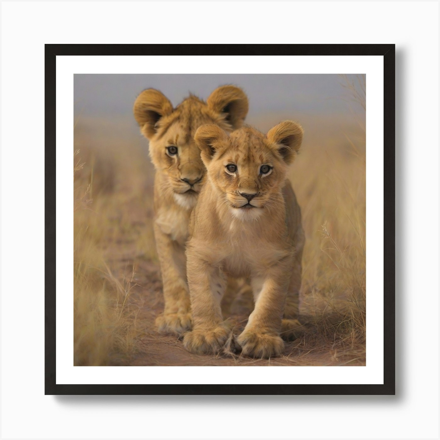 Two Lions cub in the savannah Art P Framed Wall Art Poster Canvas Print Picture