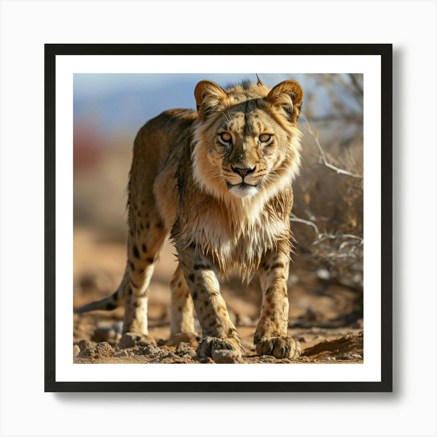 Lion In The Desert Art Print Framed Wall Art Poster Canvas Print Picture