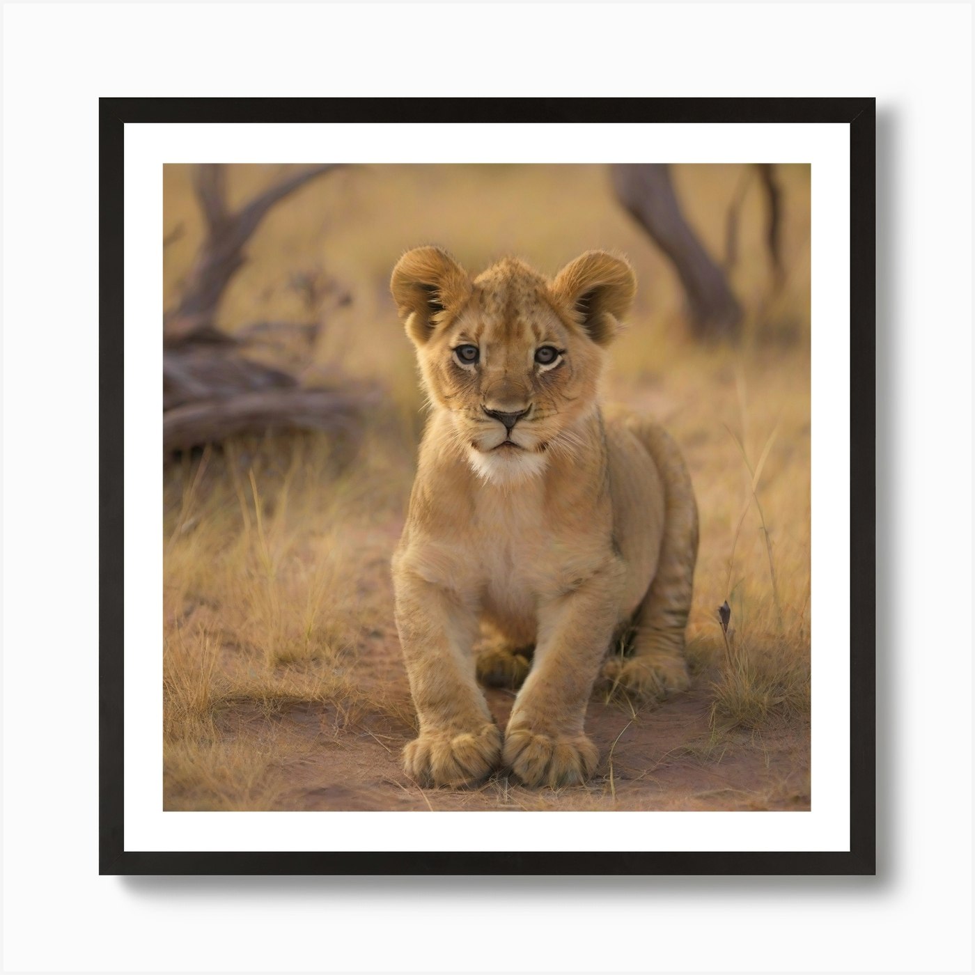 Lion baby in the savannah Art Print Framed Wall Art Poster Canvas Print Picture