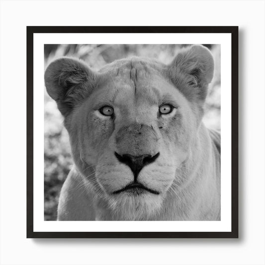 White Lion Female IV Art Print Framed Wall Art Poster Canvas Print Picture