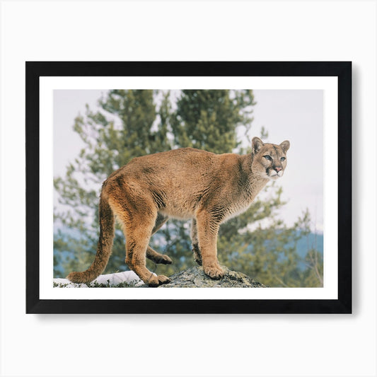 Mountain Lion Art Print Framed Wall Art Poster Canvas Print Picture