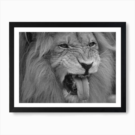 Black & White Lion Roaring Art Prin Framed Wall Art Poster Canvas Print Picture