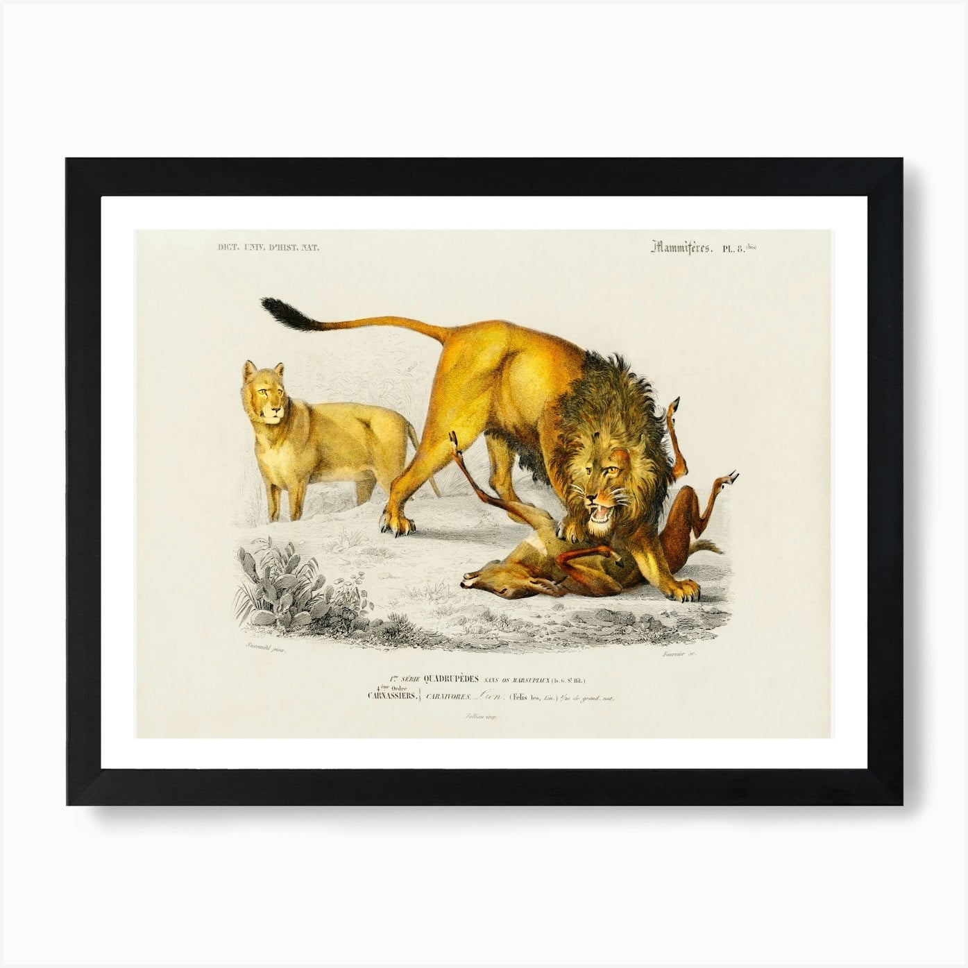 Lion (Panthera Leo), Charles Dessal Framed Wall Art Poster Canvas Print Picture