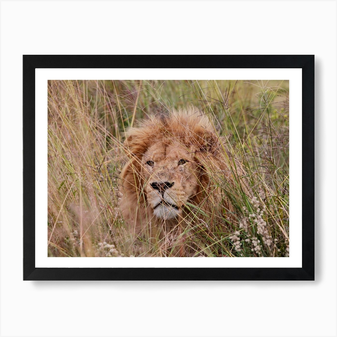 Lion Male Color Art Print Framed Wall Art Poster Canvas Print Picture