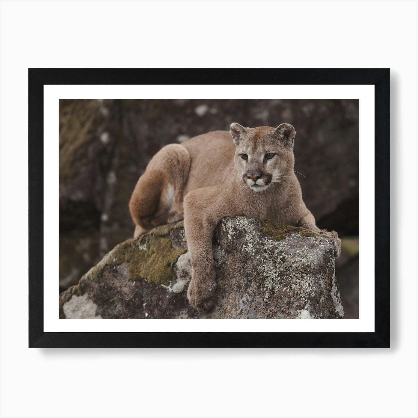 Mountain Lion Perched On Rock Art P Framed Wall Art Poster Canvas Print Picture