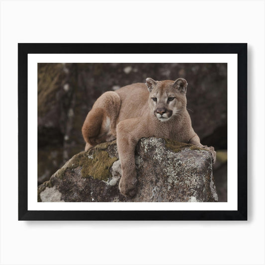 Mountain Lion Perched On Rock Art P Framed Wall Art Poster Canvas Print Picture