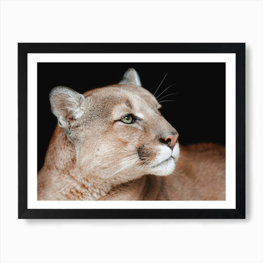 Mountain Lion Portrait Art Print Framed Wall Art Poster Canvas Print Picture
