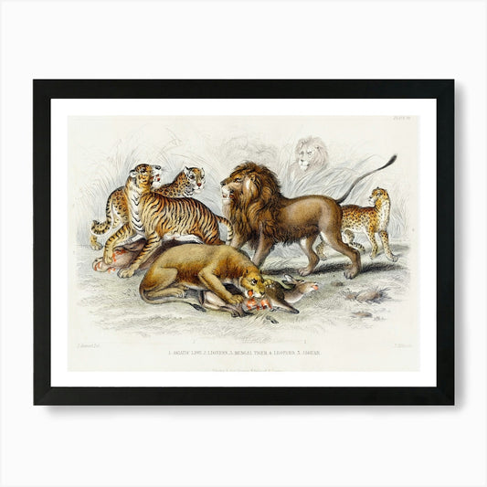 Asiatic Lion, Lioness, Bengal Tiger Framed Wall Art Poster Canvas Print Picture