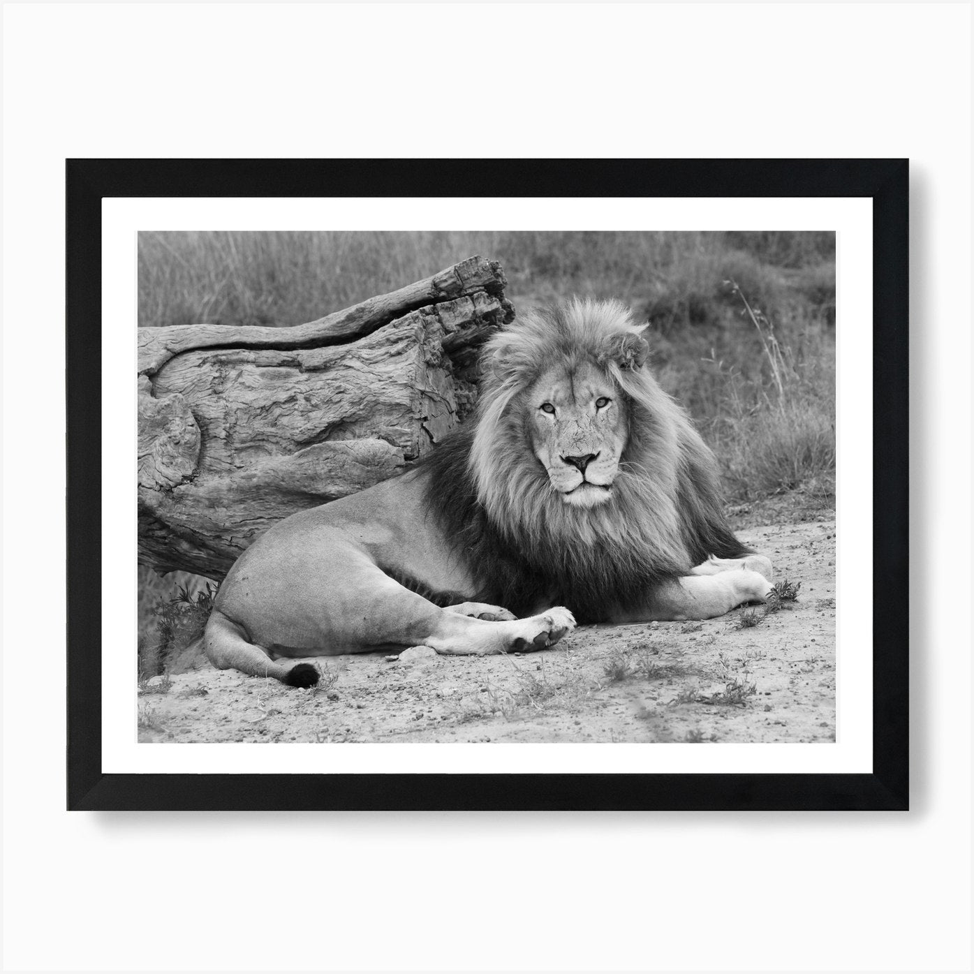 Lion Male III Art Print Framed Wall Art Poster Canvas Print Picture
