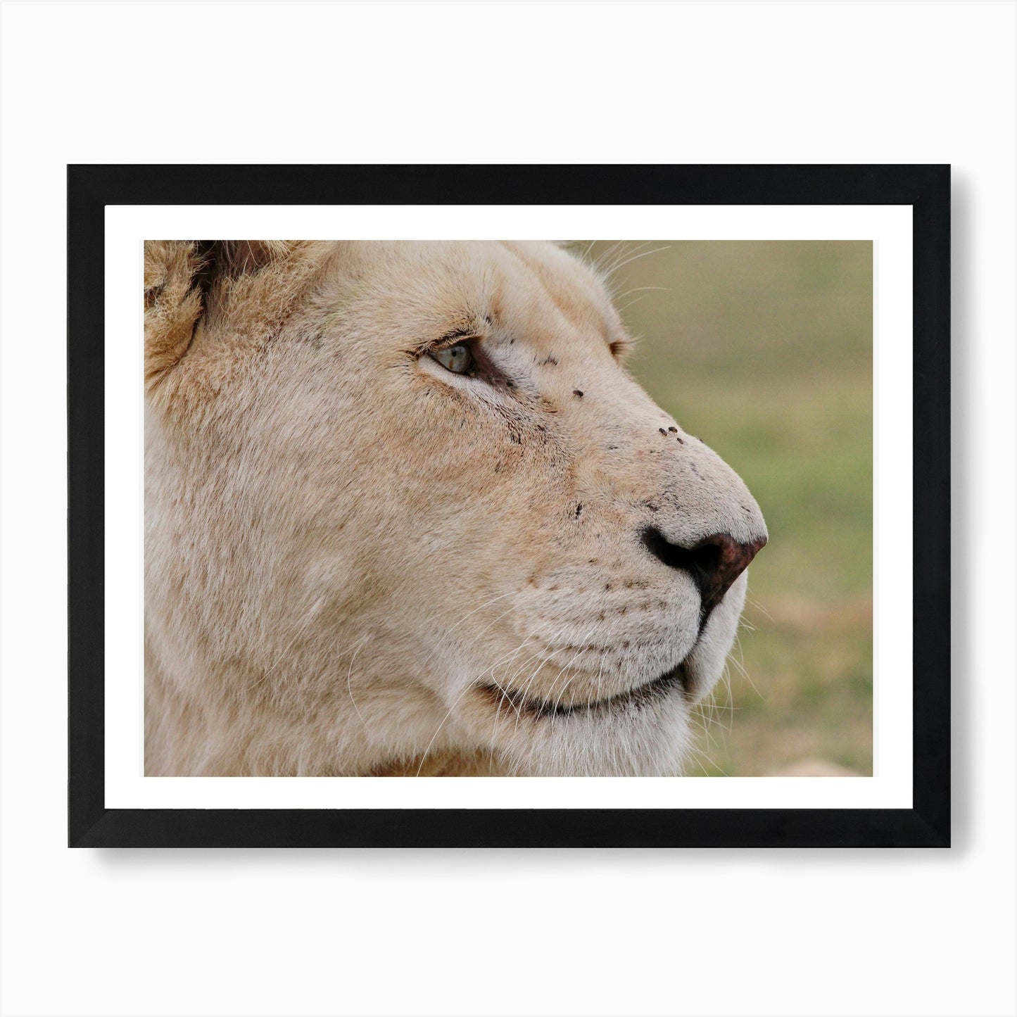 Lion Female Close Up Art Print Framed Wall Art Poster Canvas Print Picture