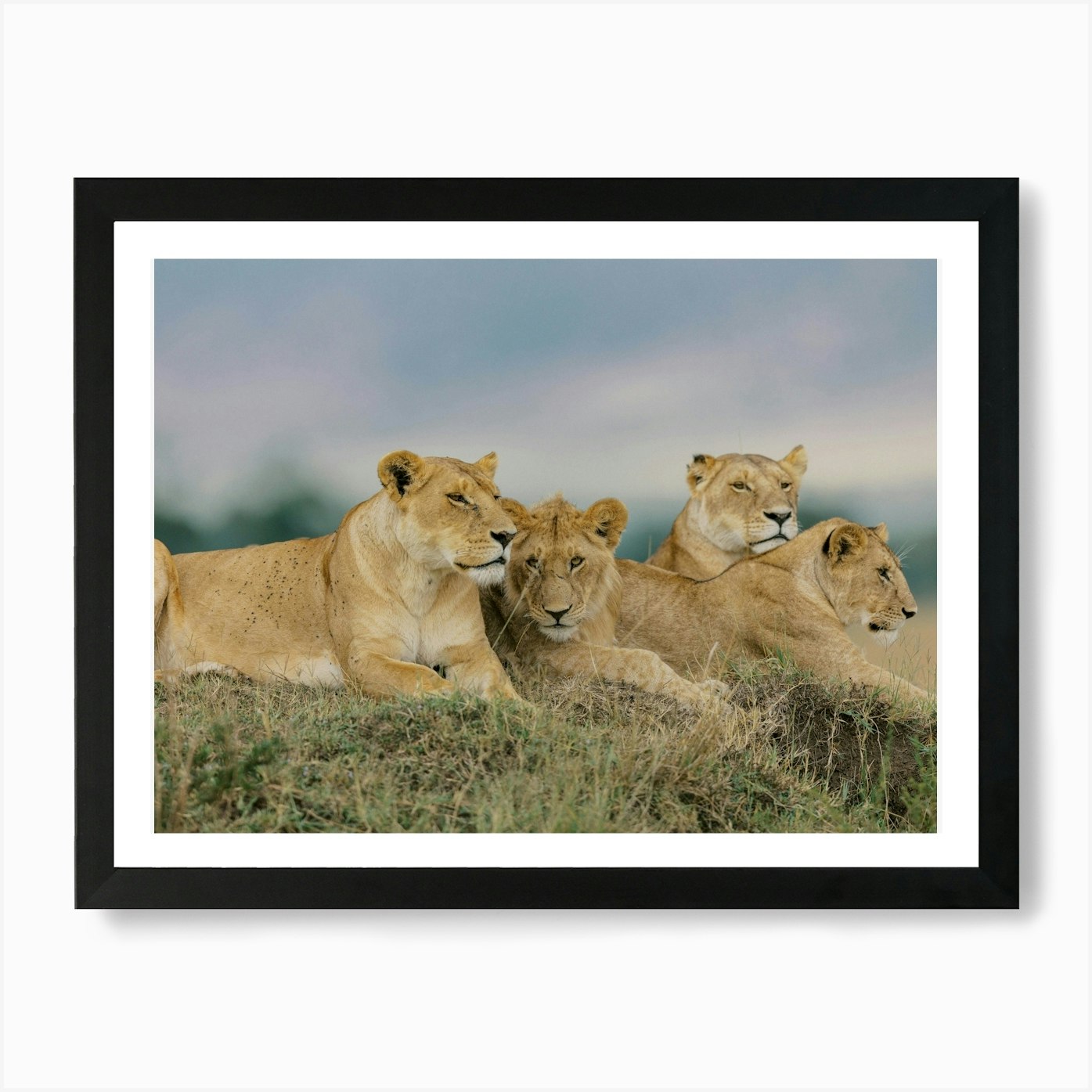 Lions In The Masai Mara, Kenya Art  Framed Wall Art Poster Canvas Print Picture