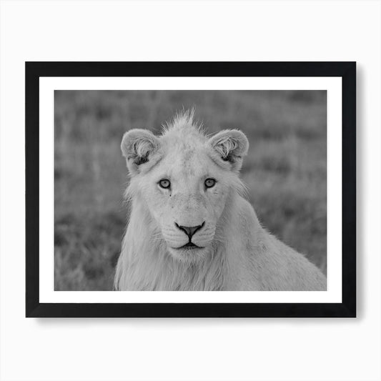 Young White Lion Male Art Print Framed Wall Art Poster Canvas Print Picture