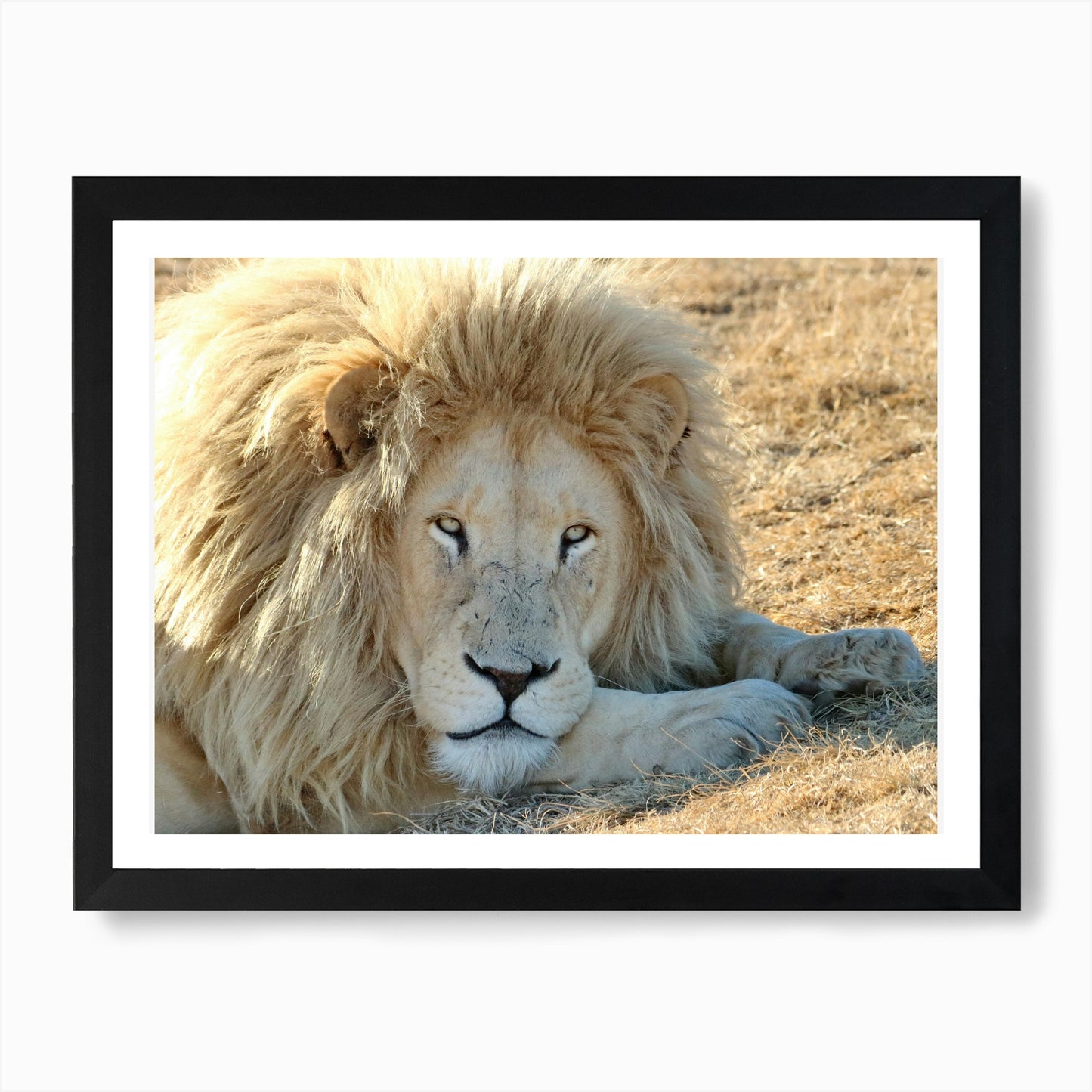 White Lion Male II Art Print Framed Wall Art Poster Canvas Print Picture
